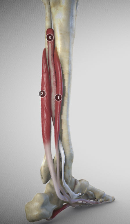 Leg Posterior Deep Muscles Low-poly 3D model_14