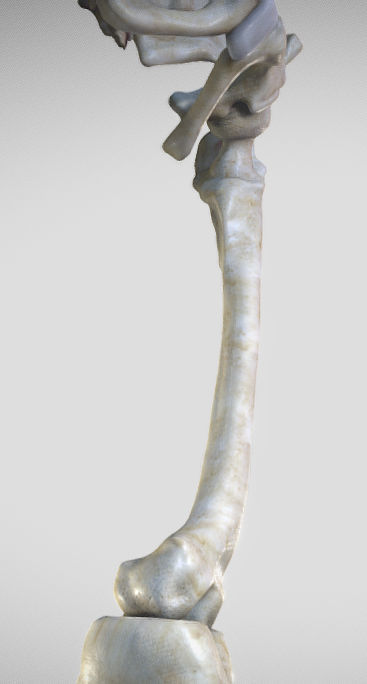 Leg Posterior Deep Muscles Low-poly 3D model_5