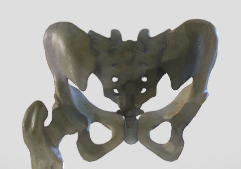 Leg Posterior Deep Muscles Low-poly 3D model_12