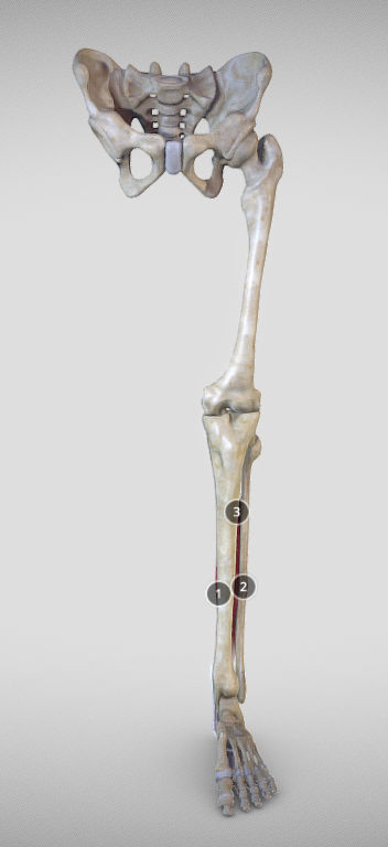 Leg Posterior Deep Muscles Low-poly 3D model_7