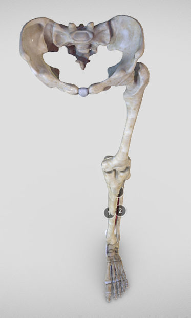 Leg Posterior Deep Muscles Low-poly 3D model_36