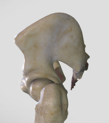 Leg Posterior Deep Muscles Low-poly 3D model_10