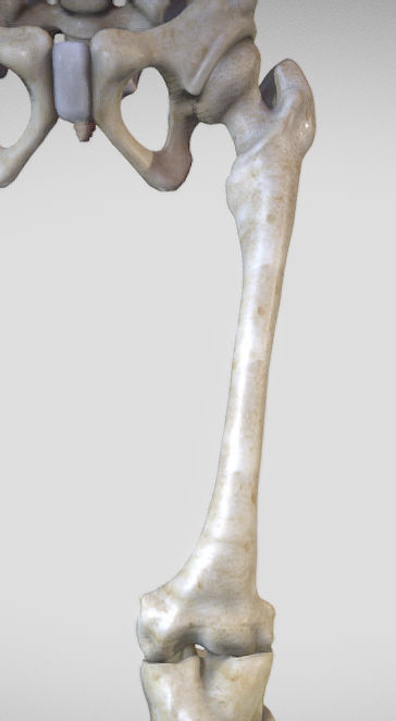 Leg Posterior Deep Muscles Low-poly 3D model_4