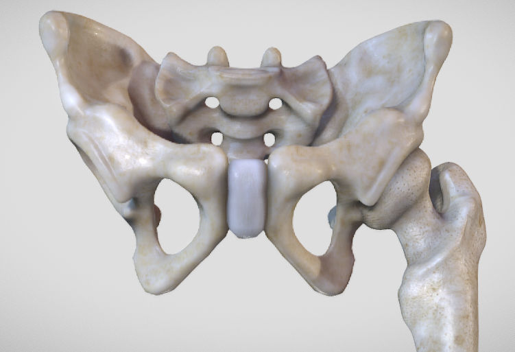 Leg Posterior Deep Muscles Low-poly 3D model_16