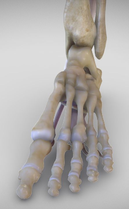 Leg Posterior Deep Muscles Low-poly 3D model_32