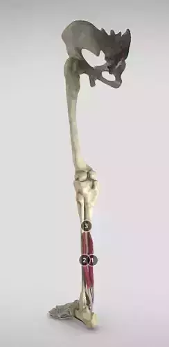 Leg Posterior Deep Muscles Low-poly 3D model