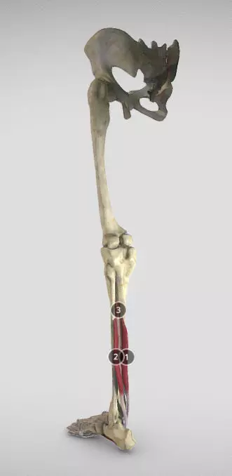 Leg Posterior Deep Muscles Low-poly 3D model_0