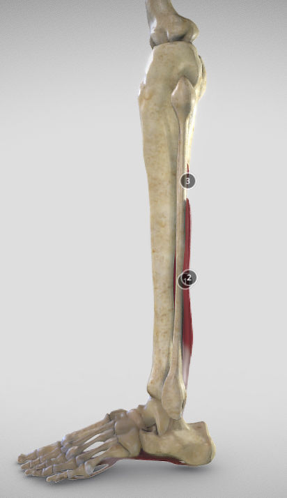 Leg Posterior Deep Muscles Low-poly 3D model_8