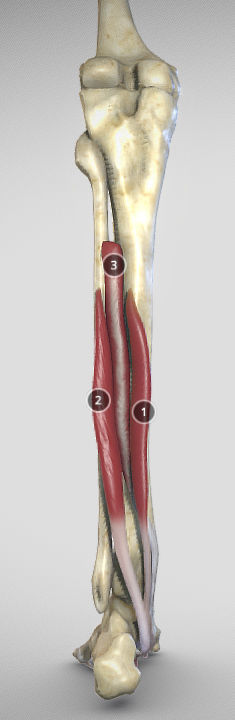 Leg Posterior Deep Muscles Low-poly 3D model_37