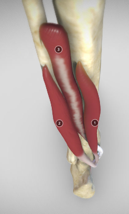 Leg Posterior Deep Muscles Low-poly 3D model_35