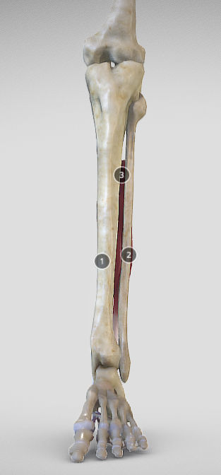 Leg Posterior Deep Muscles Low-poly 3D model_25