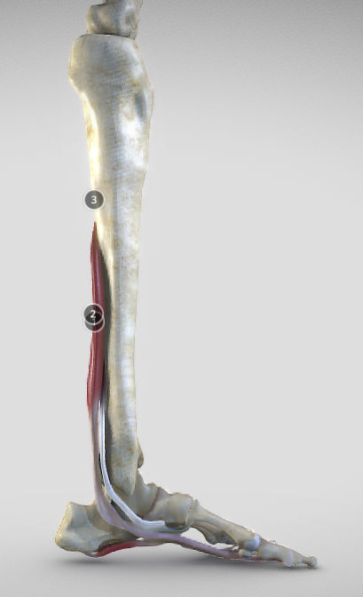Leg Posterior Deep Muscles Low-poly 3D model_24