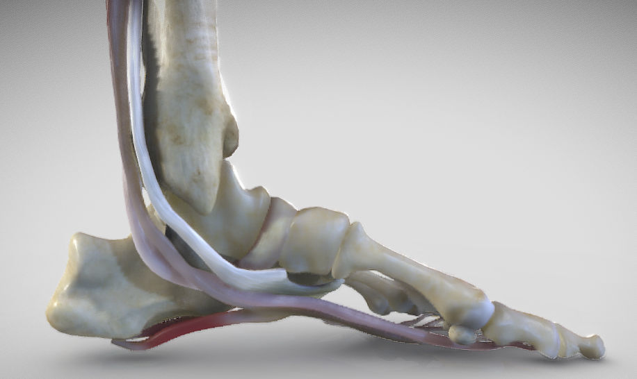 Leg Posterior Deep Muscles Low-poly 3D model_31