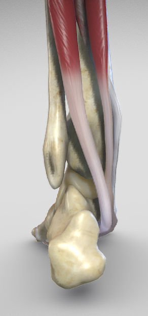 Leg Posterior Deep Muscles Low-poly 3D model_30