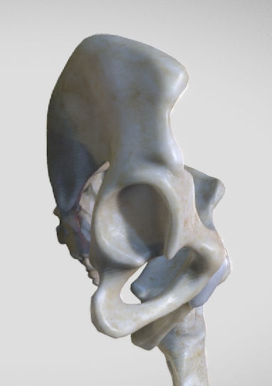 Leg Posterior Deep Muscles Low-poly 3D model_18