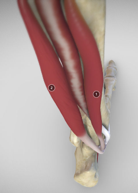 Leg Posterior Deep Muscles Low-poly 3D model_34