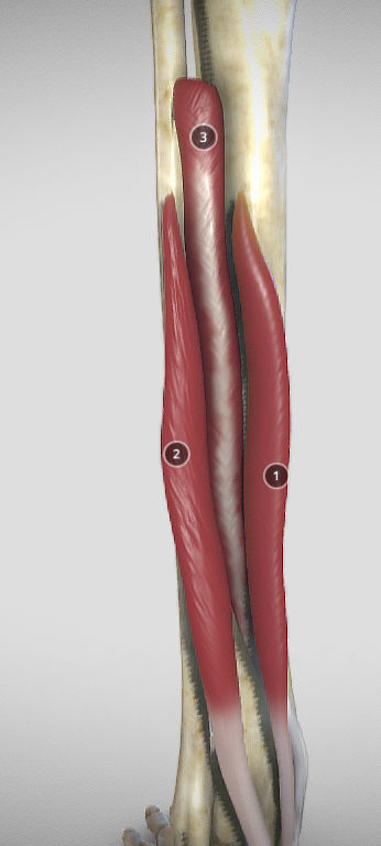 Leg Posterior Deep Muscles Low-poly 3D model_29