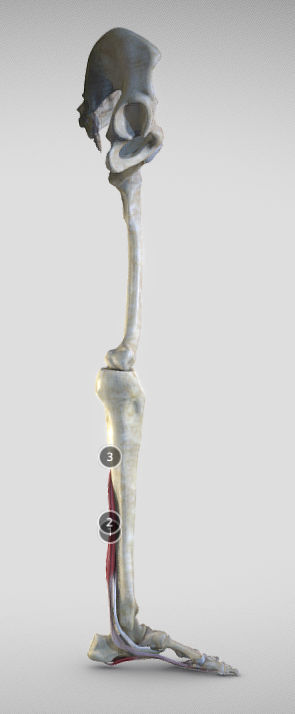 Leg Posterior Deep Muscles Low-poly 3D model_3