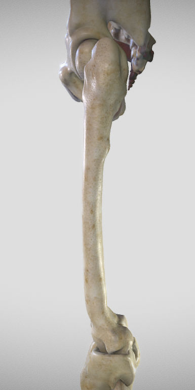 Leg Posterior Deep Muscles Low-poly 3D model_21