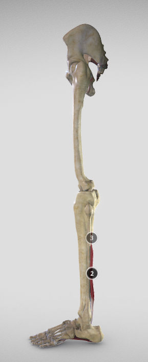 Leg Posterior Deep Muscles Low-poly 3D model_1