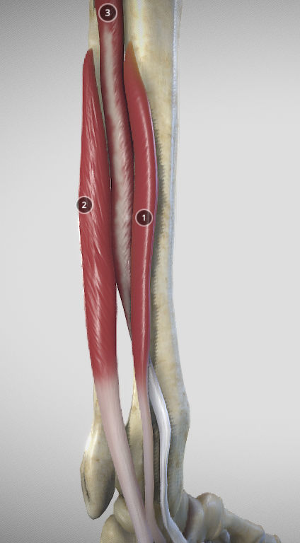 Leg Posterior Deep Muscles Low-poly 3D model_28