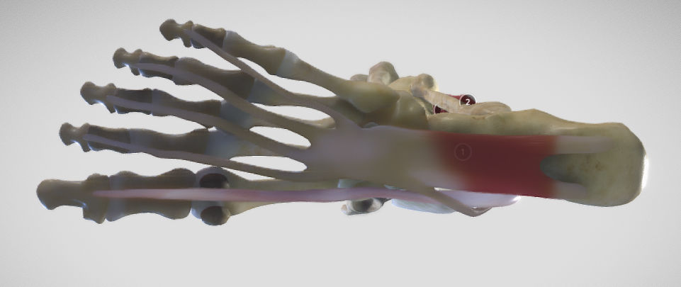 Leg Posterior Deep Muscles Low-poly 3D model_33