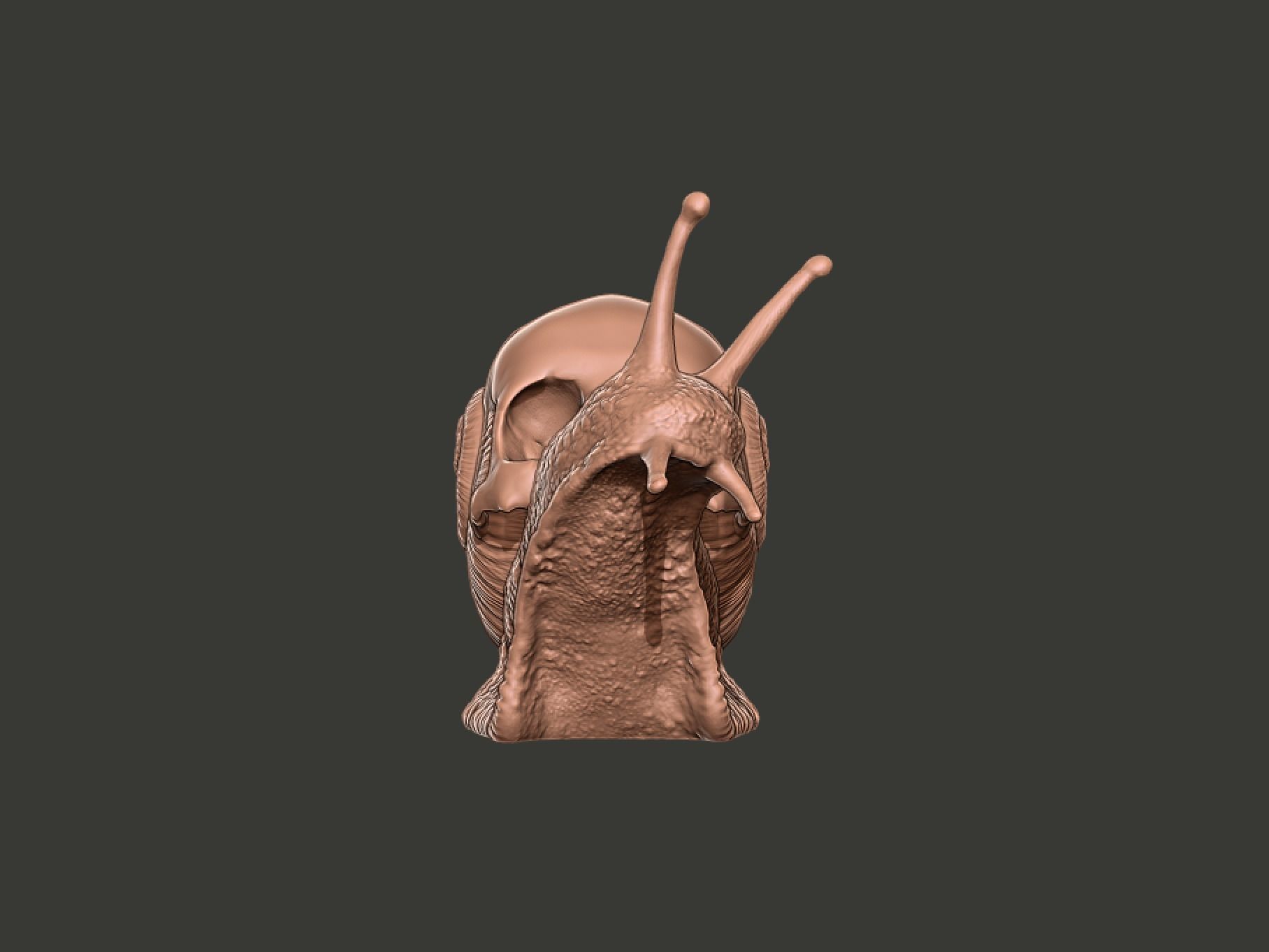 Snail Skull Snull  3D print model_5