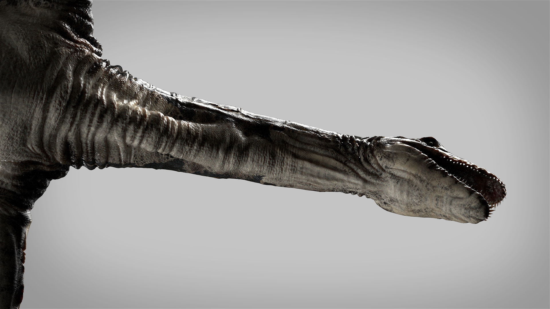 Plesiosaurus 3D Rigged model Low-poly 3D model_8