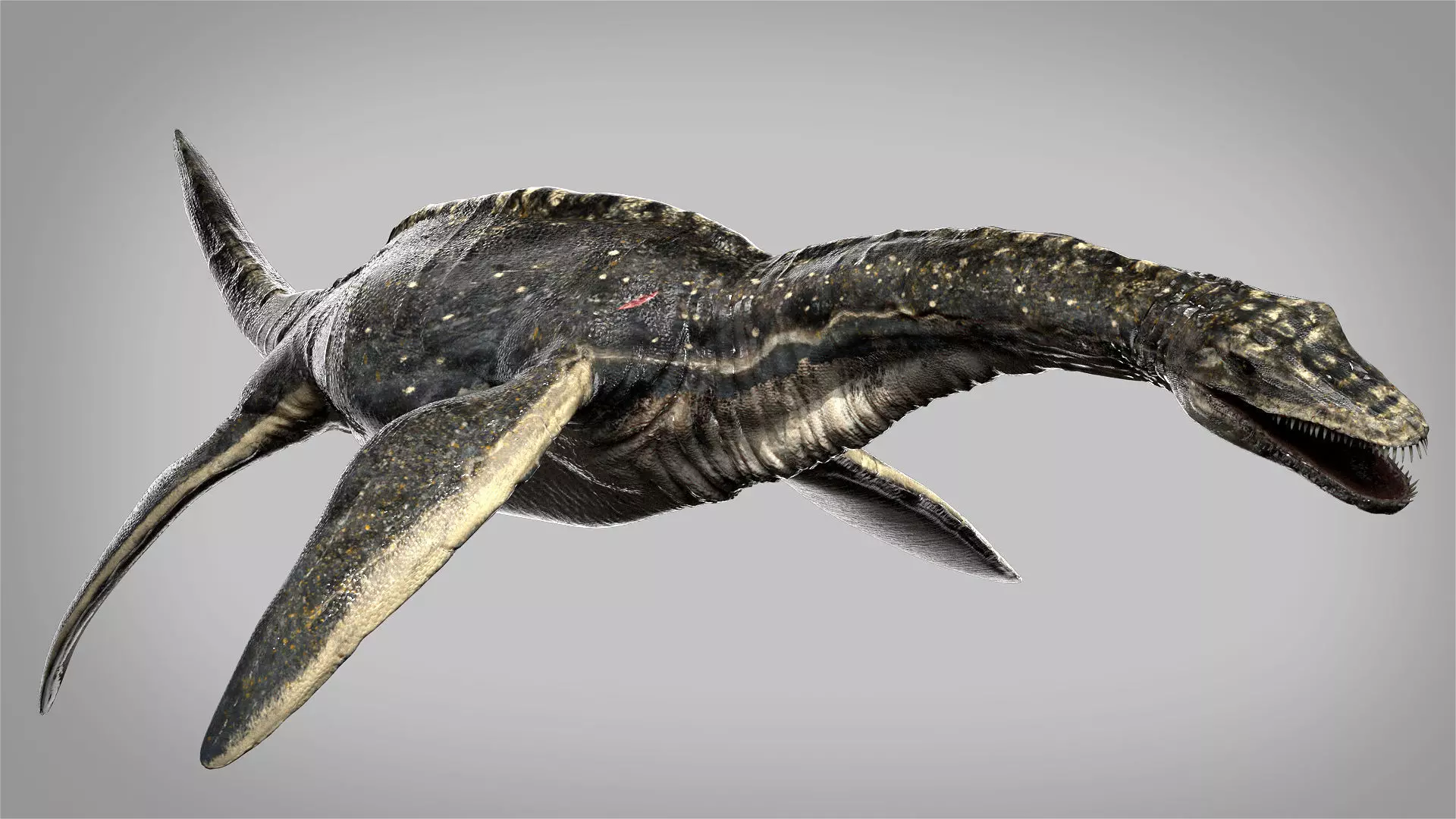 Plesiosaurus 3D Rigged model Low-poly 3D model_0