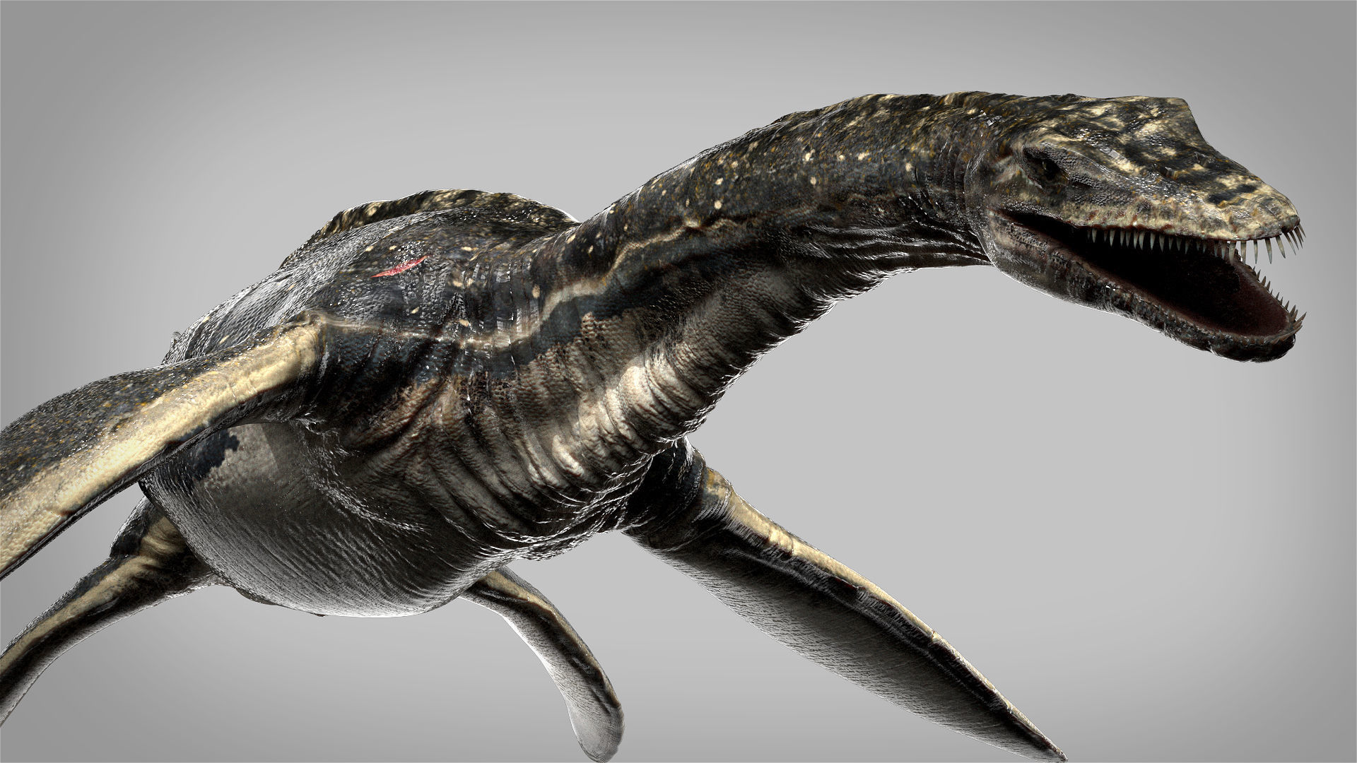 Plesiosaurus 3D Rigged model Low-poly 3D model_2