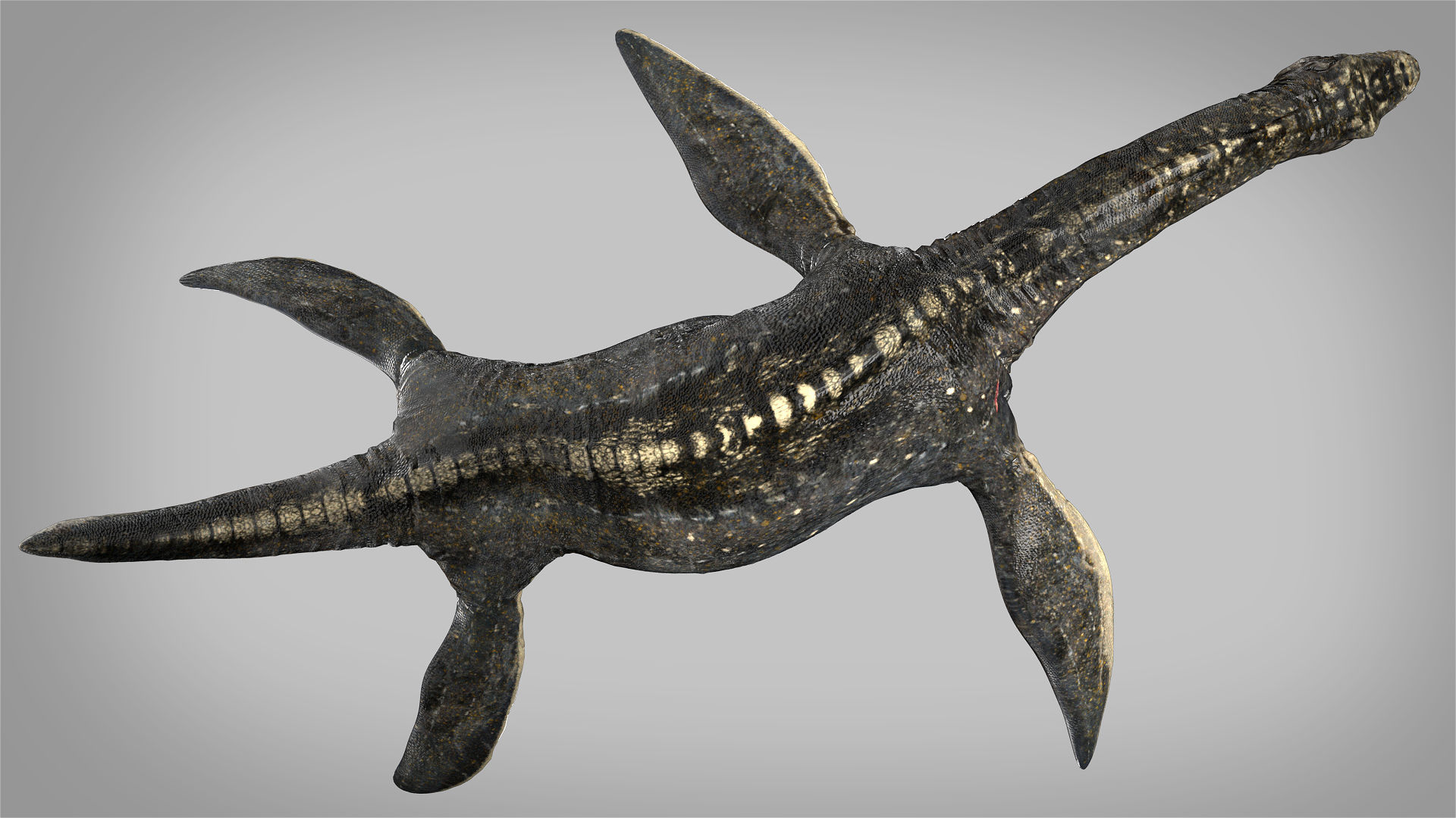 Plesiosaurus 3D Rigged model Low-poly 3D model_3