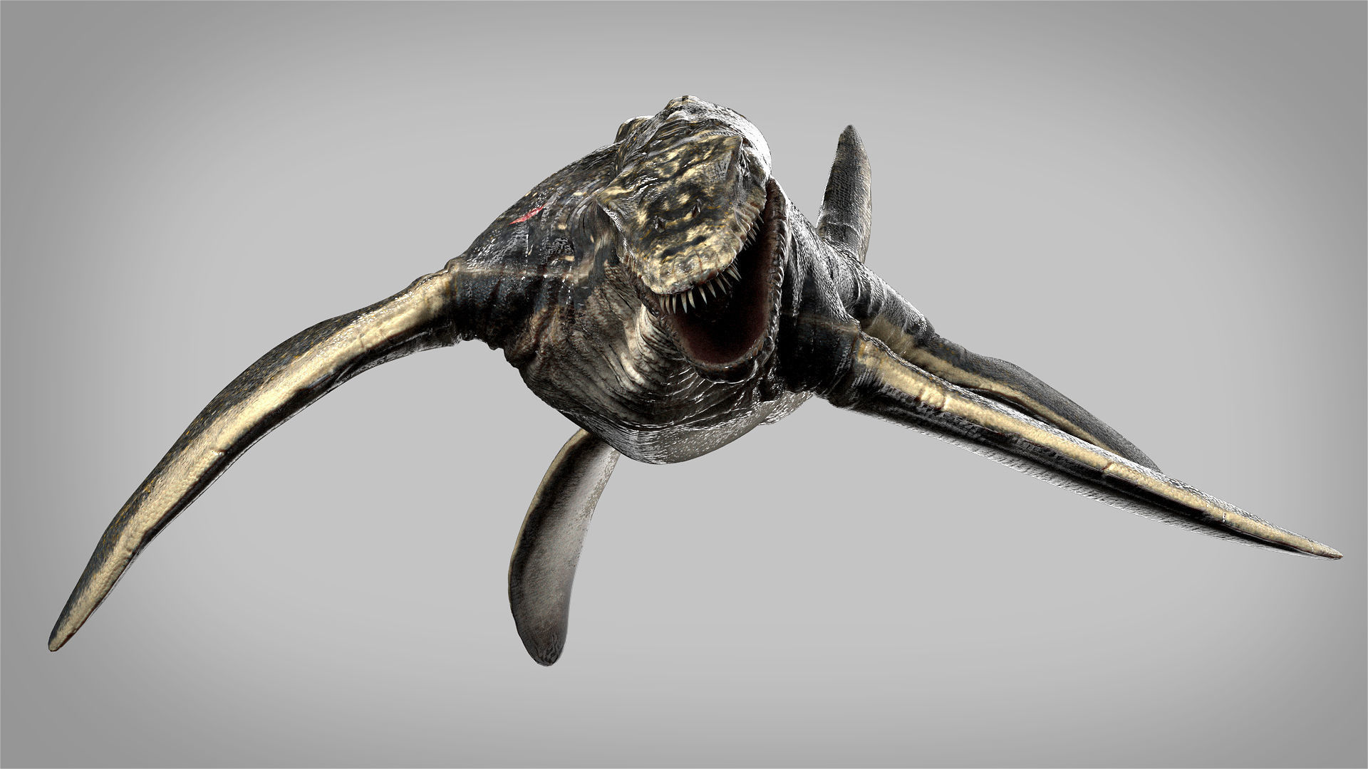 Plesiosaurus 3D Rigged model Low-poly 3D model_6