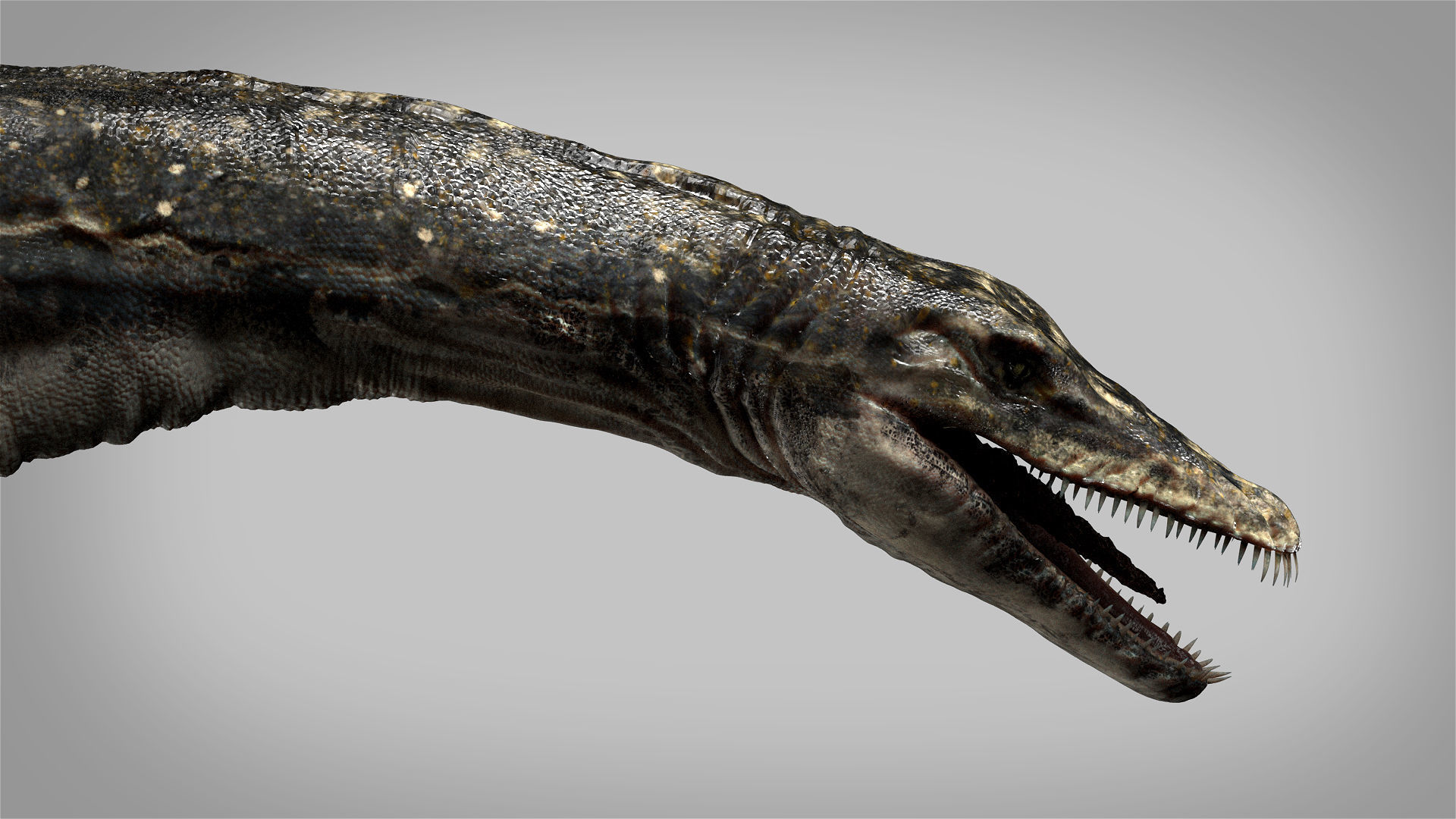 Plesiosaurus 3D Rigged model Low-poly 3D model_9