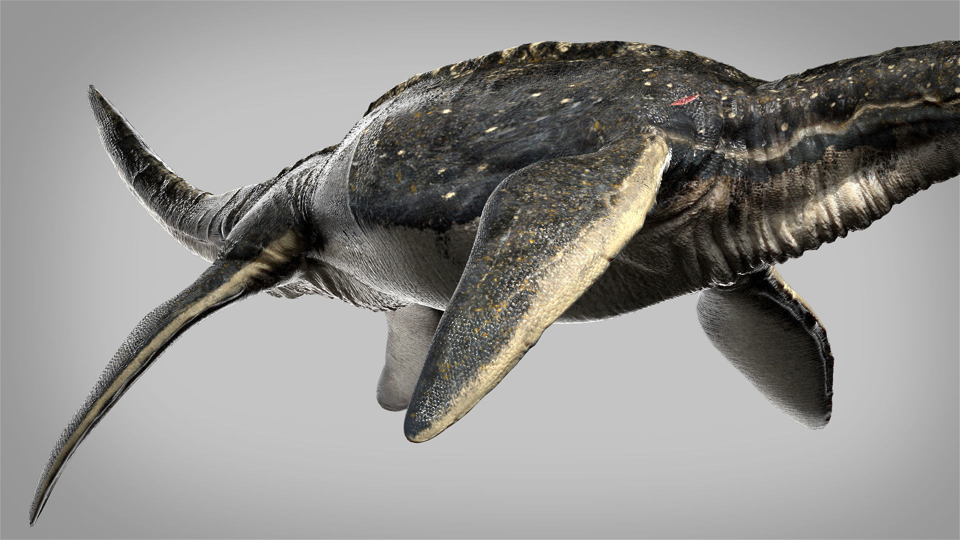 Plesiosaurus 3D Rigged model Low-poly 3D model_5