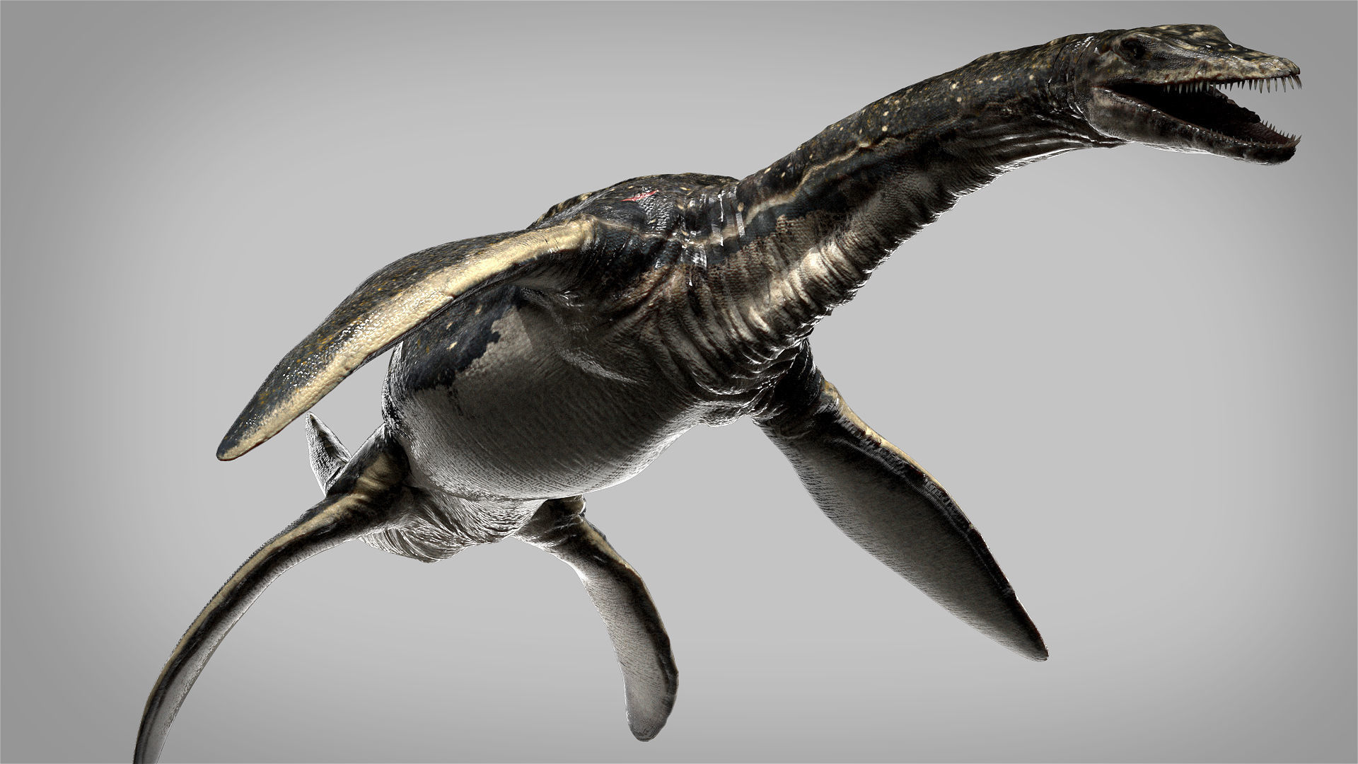 Plesiosaurus 3D Rigged model Low-poly 3D model_10