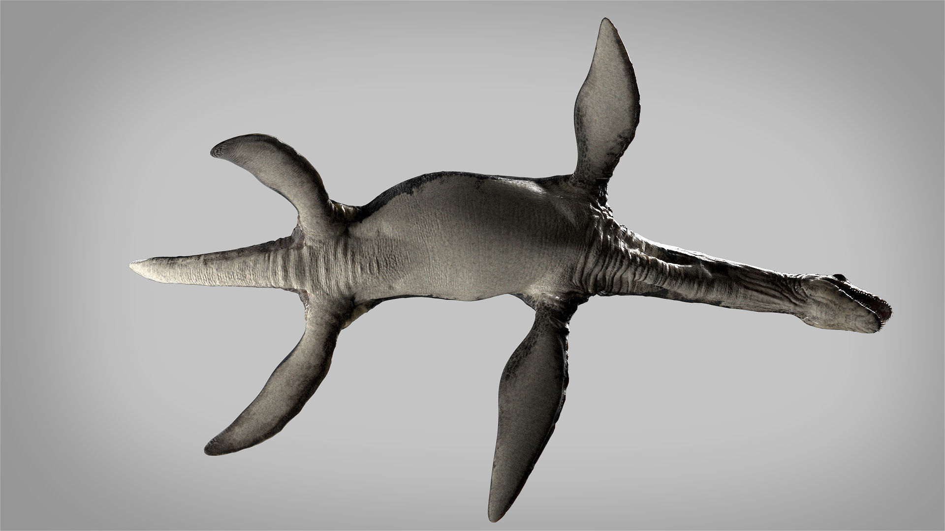 Plesiosaurus 3D Rigged model Low-poly 3D model_7