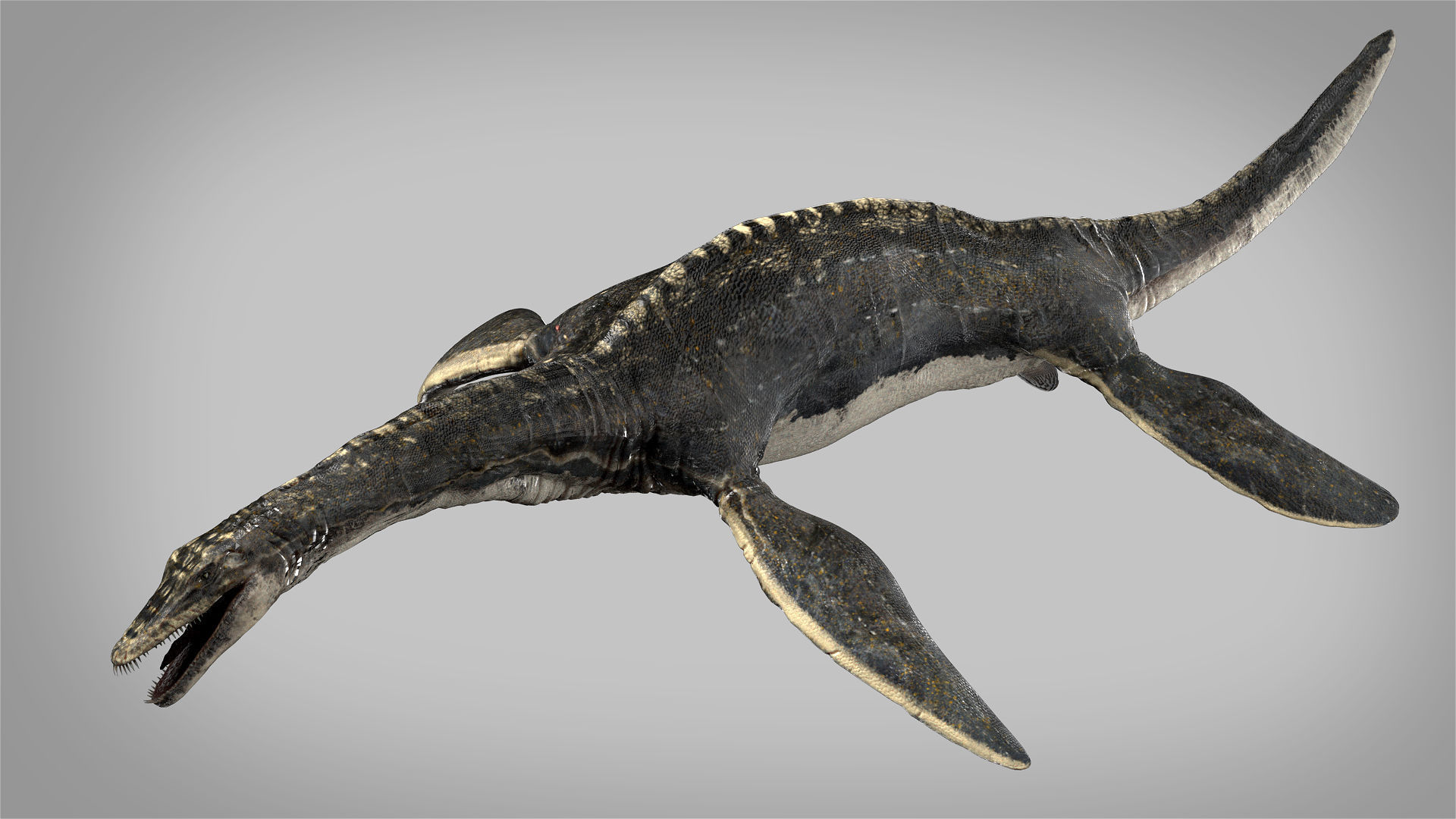 Plesiosaurus 3D Rigged model Low-poly 3D model_1