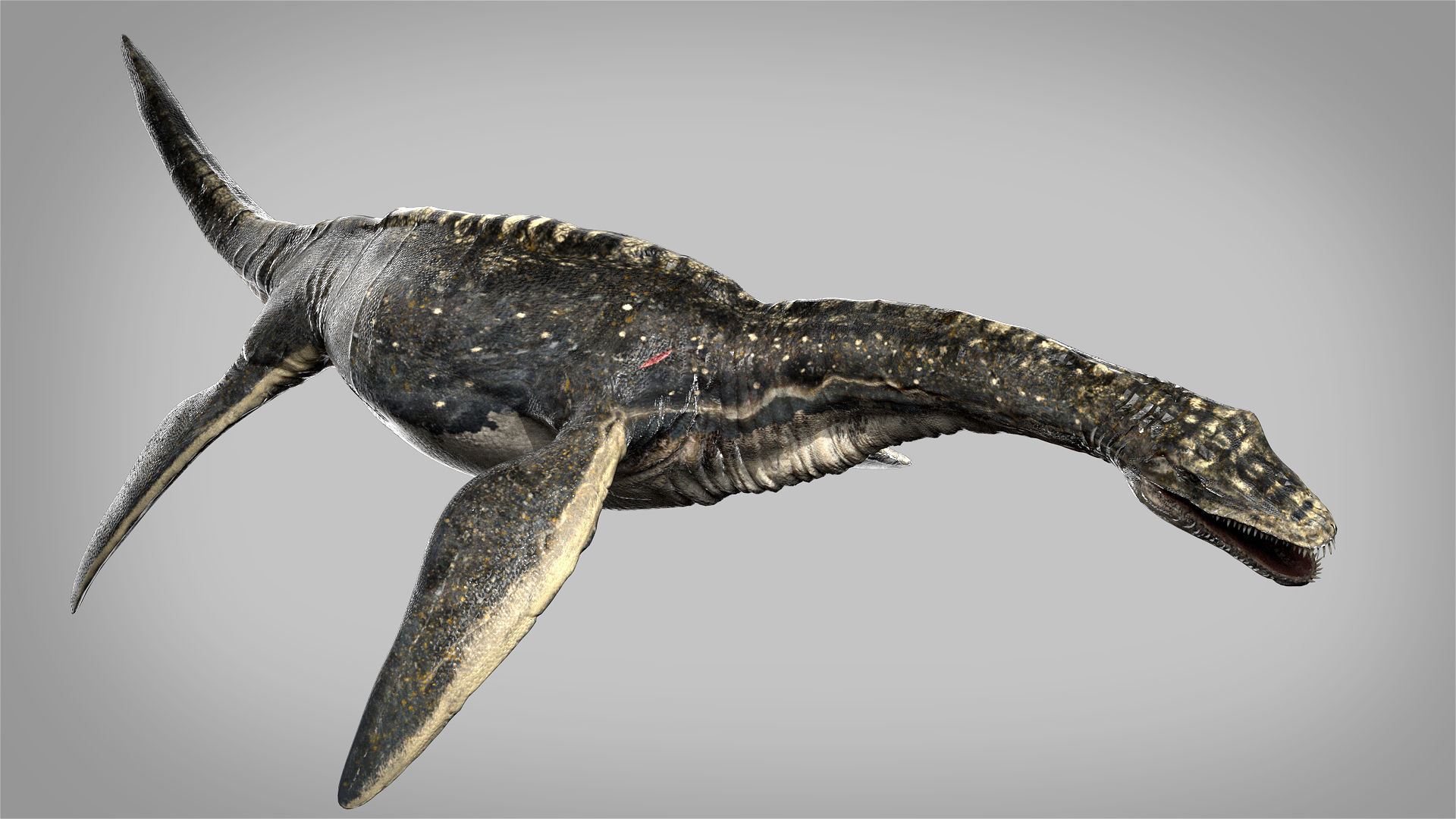 Plesiosaurus 3D Rigged model Low-poly 3D model_11
