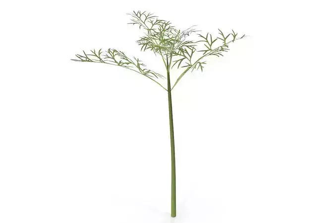 Fennel parsley plant