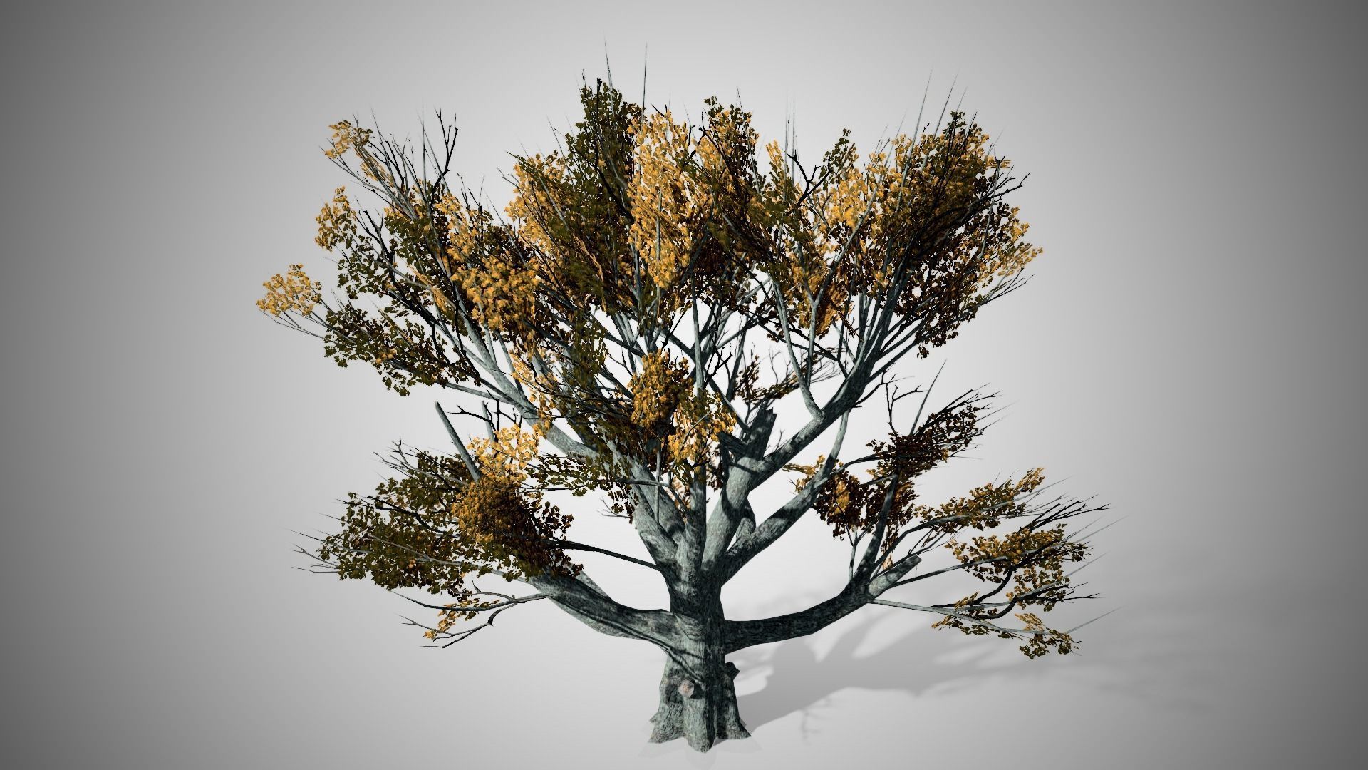 White Oak Fall Tree Low-poly 3D model_2