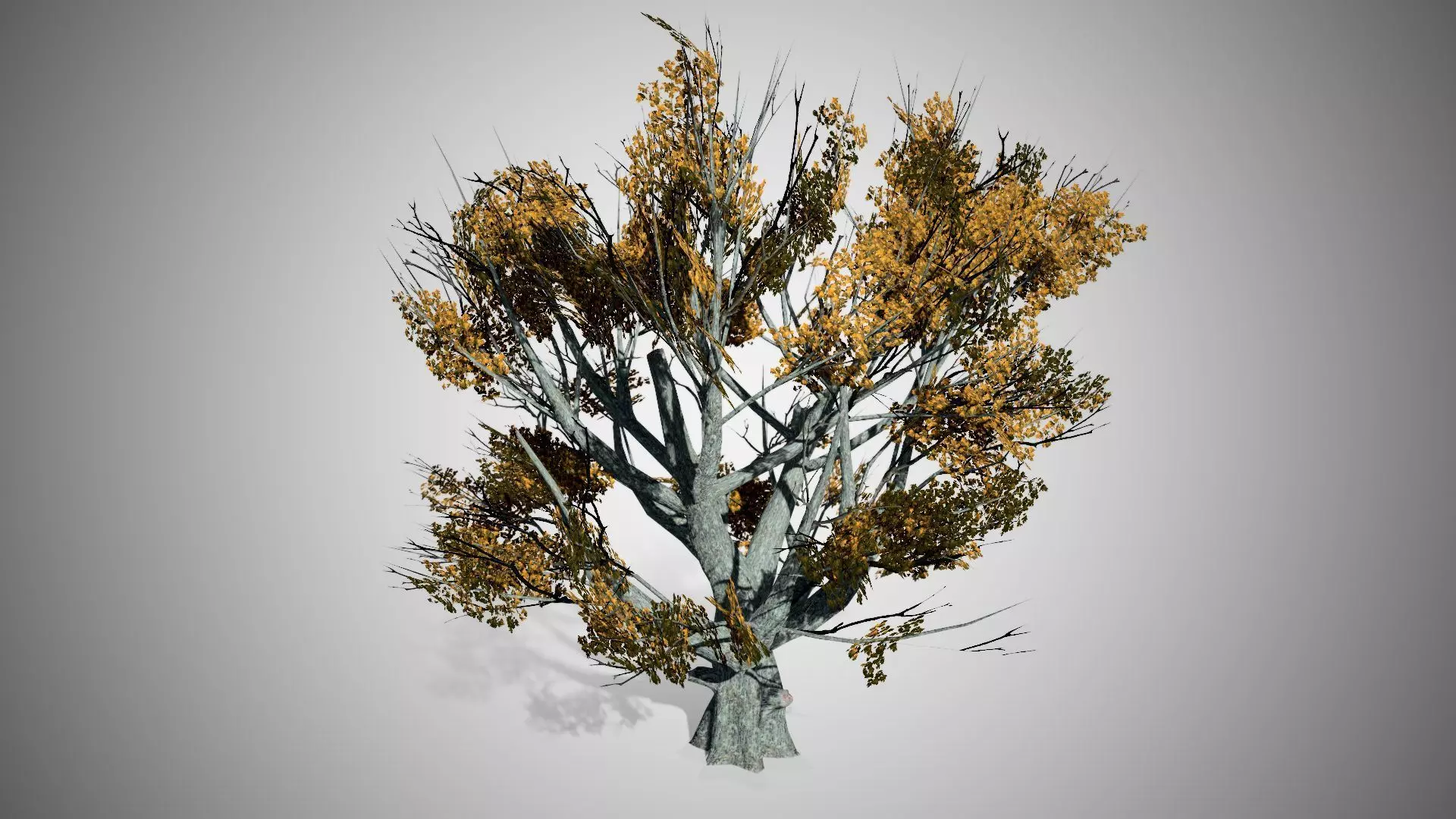 White Oak Fall Tree Low-poly 3D model_0