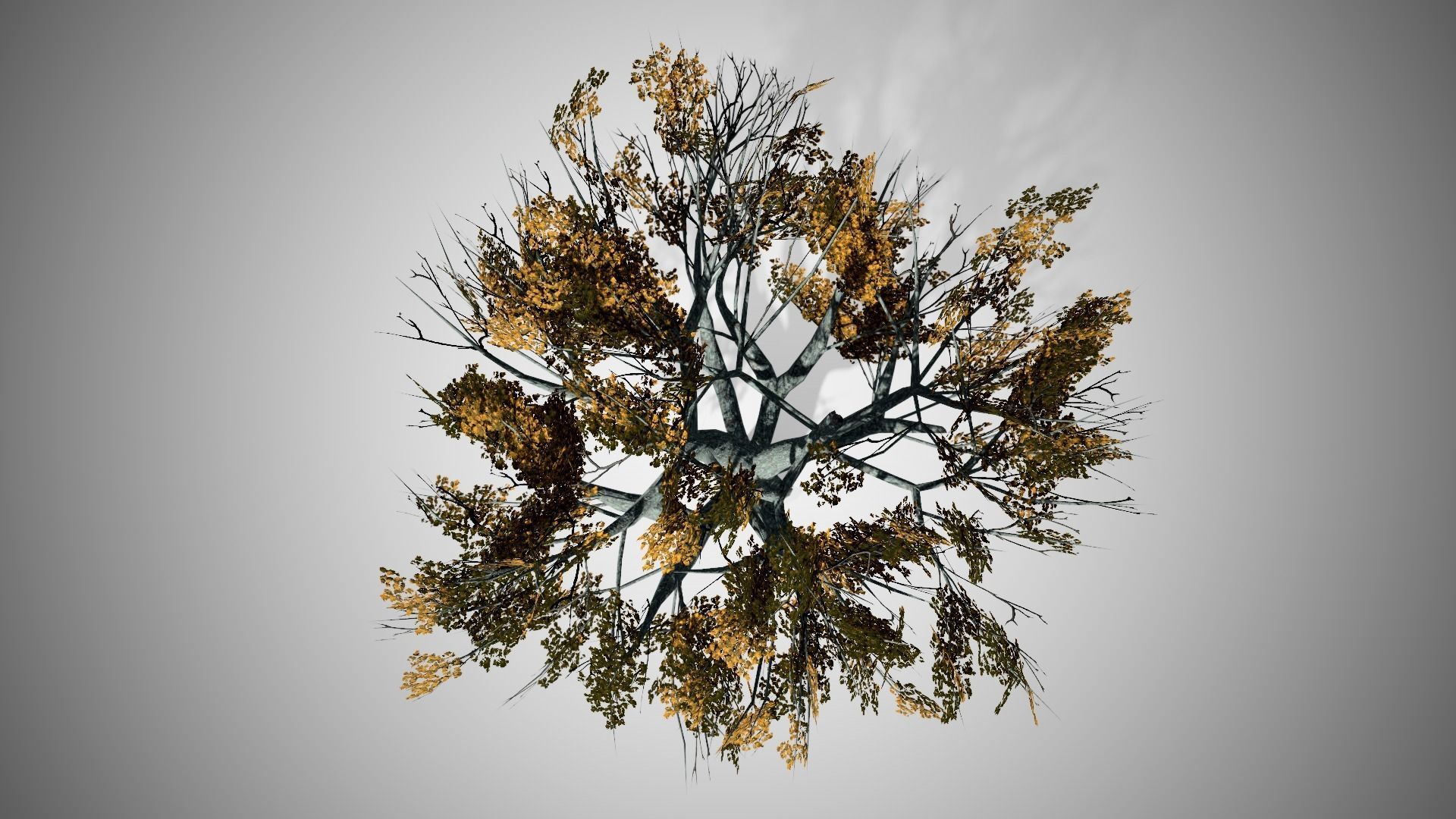 White Oak Fall Tree Low-poly 3D model_4