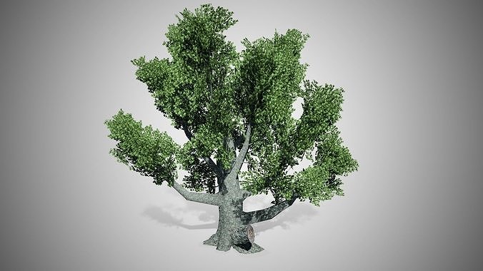 White Oak Tree Low-poly 3D model
