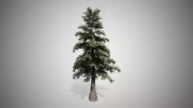 Western Red Cedar Tree