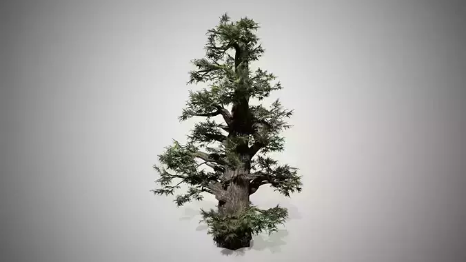 Western Juniper Tree Low-poly 3D model