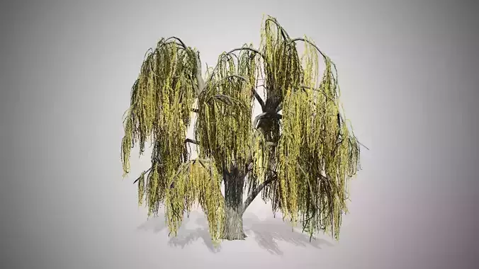 Weeping Willow Fall Tree