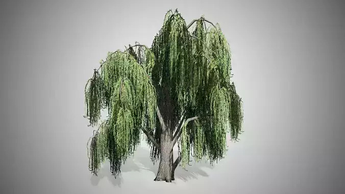 Weeping Willow Tree Low-poly 3D model