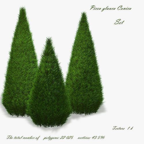 Spruce Conica Picea glauca Conica Low-poly 3D model