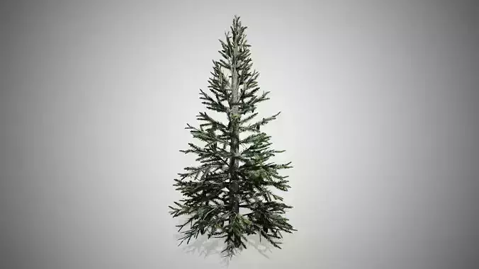 Norway Spruce Tree