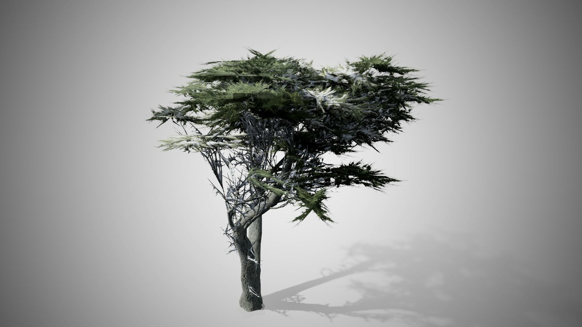 Monterey Cypress Winter Tree Low-poly 3D model_3